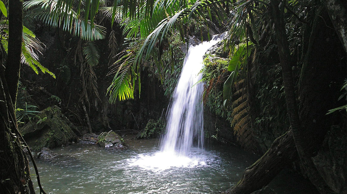 Let Support Our Tropical Rain Forest - El Yunque