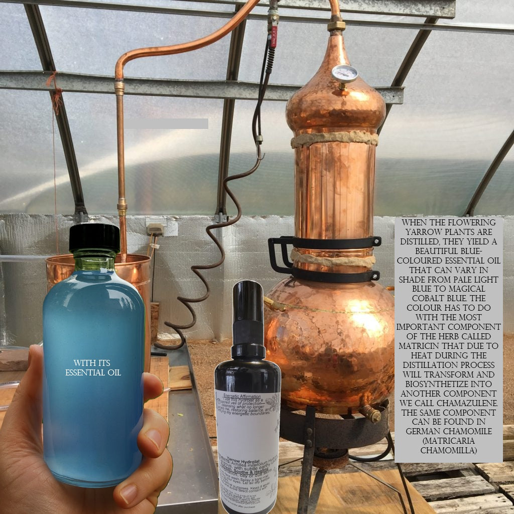 Hydrosol's Blue Tint: Although the essential oil is a deep blue, the hydrolat itself will have a lighter, often baby-blue or slight blue tint, indicating the presence of some essential oil emulsified within it.